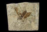 Fossil March Fly (Plecia) - Green River Formation #135894-1